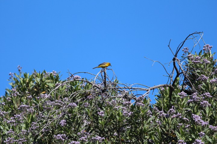 Hooded Oriole - Keith Andringa