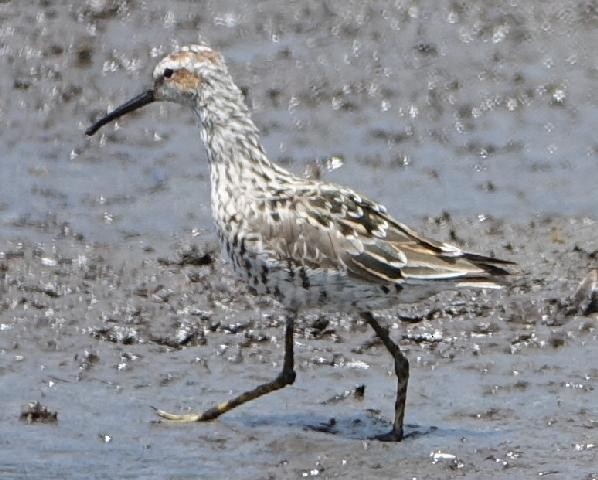 Stilt Sandpiper - Margi Haas