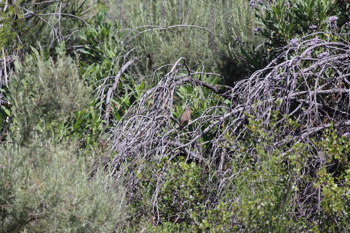 California Towhee - ML618600724