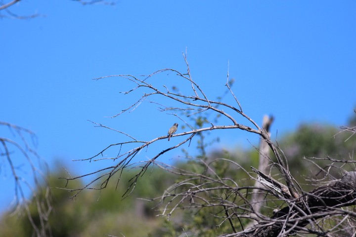 Hammond's/Dusky Flycatcher - ML618600730