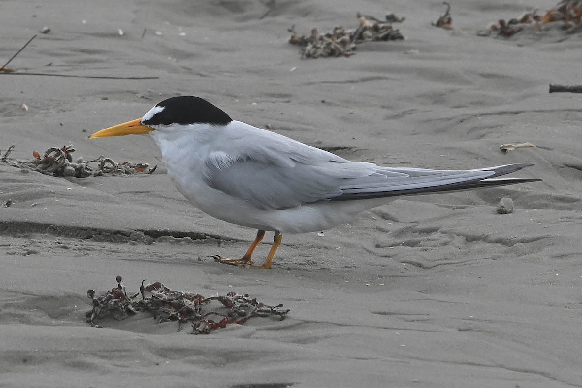 Least Tern - Troy Hibbitts