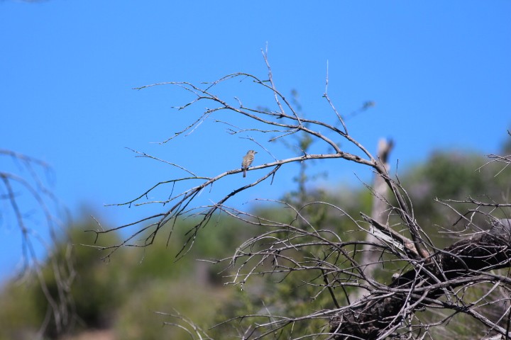 Hammond's/Dusky Flycatcher - ML618600735
