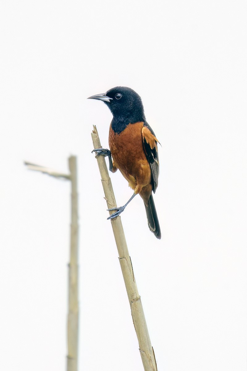 Orchard Oriole - ML618600759