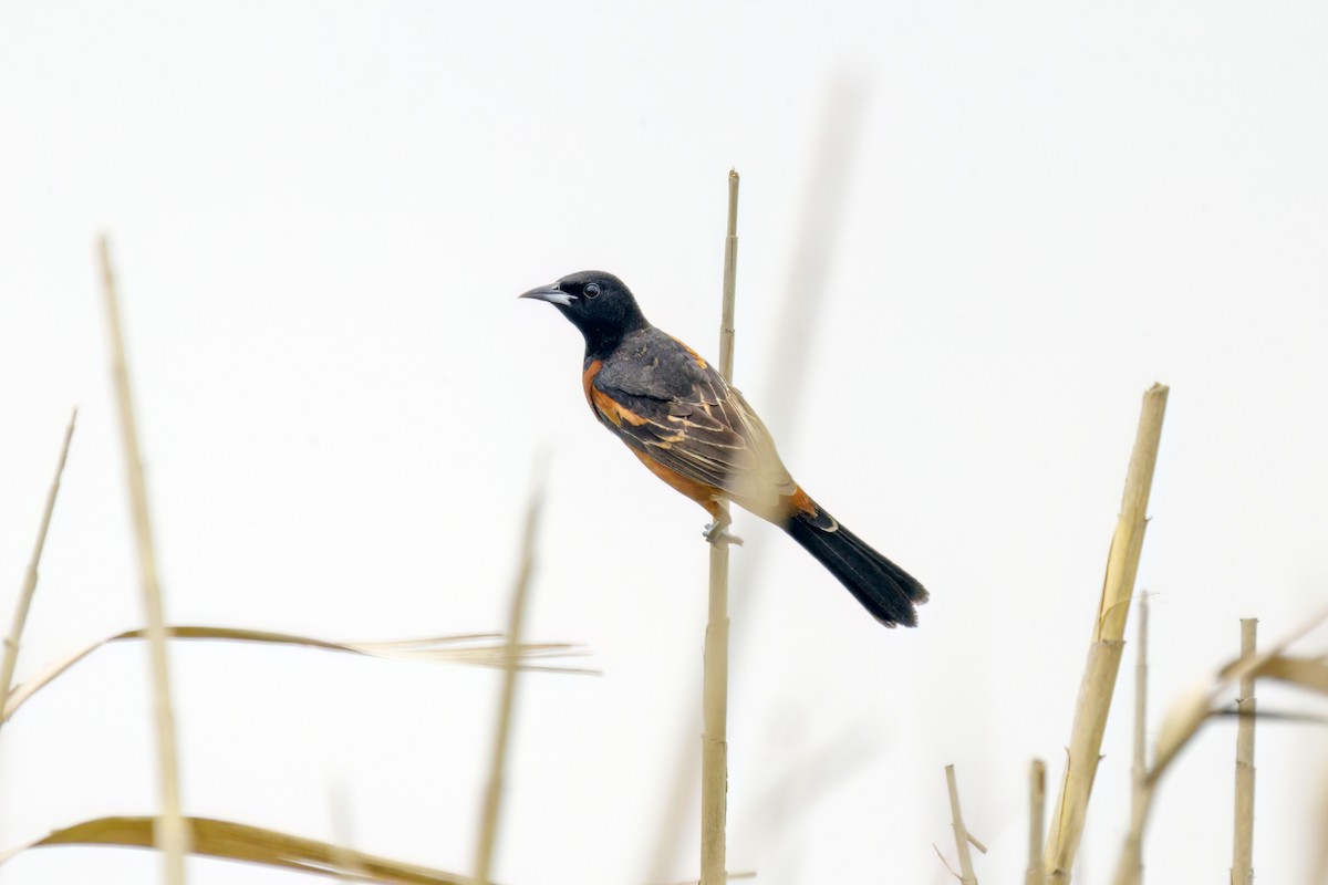 Orchard Oriole - ML618600760