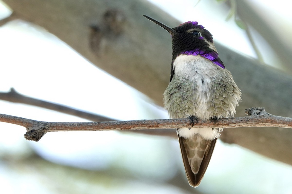 Costa's Hummingbird - Fleeta Chauvigne