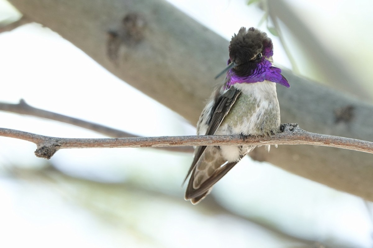 Costa's Hummingbird - Fleeta Chauvigne