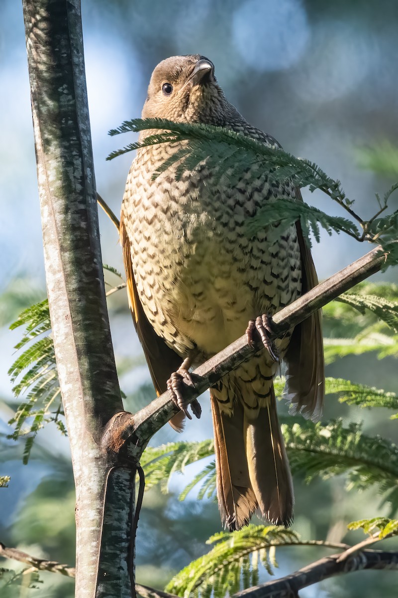 Satin Bowerbird - Anthony Sokol