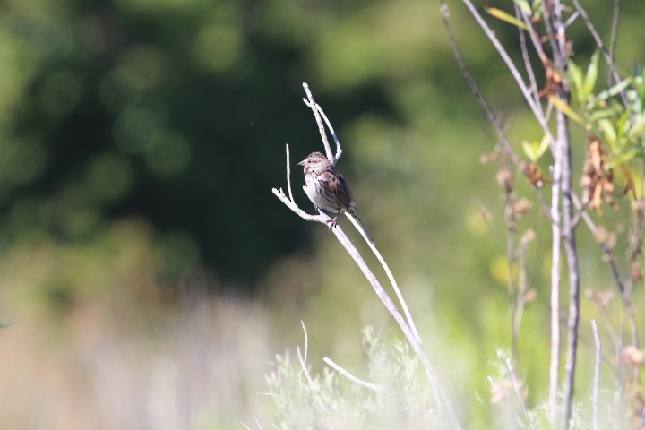 Song Sparrow (heermanni Group) - ML618600782