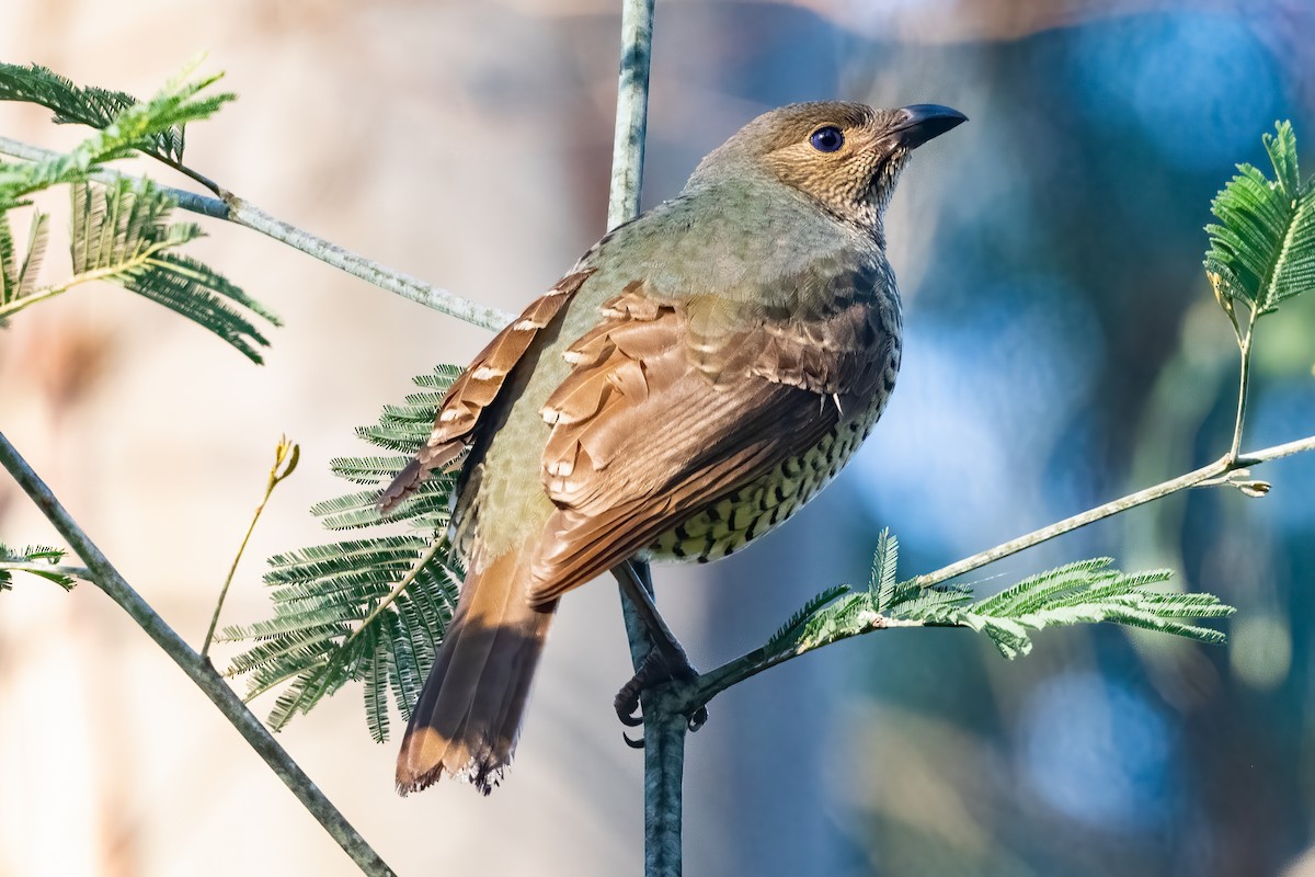 Satin Bowerbird - ML618600784