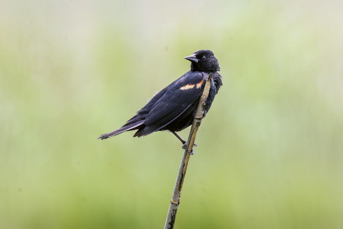 Red-winged Blackbird - ML618600786