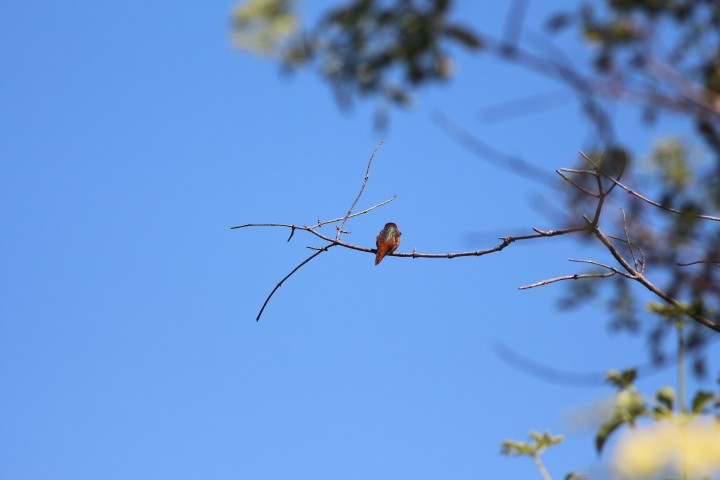 Allen's Hummingbird - ML618600787