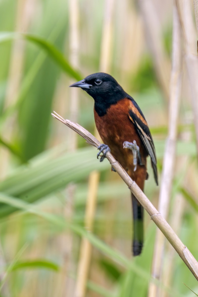 Orchard Oriole - ML618600797