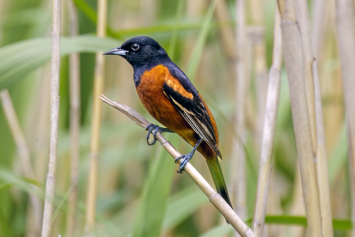 Orchard Oriole - ML618600798