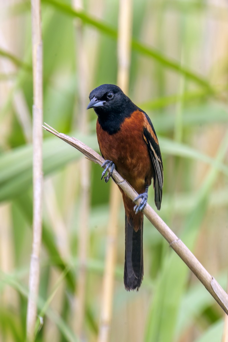 Orchard Oriole - Dennis Miller