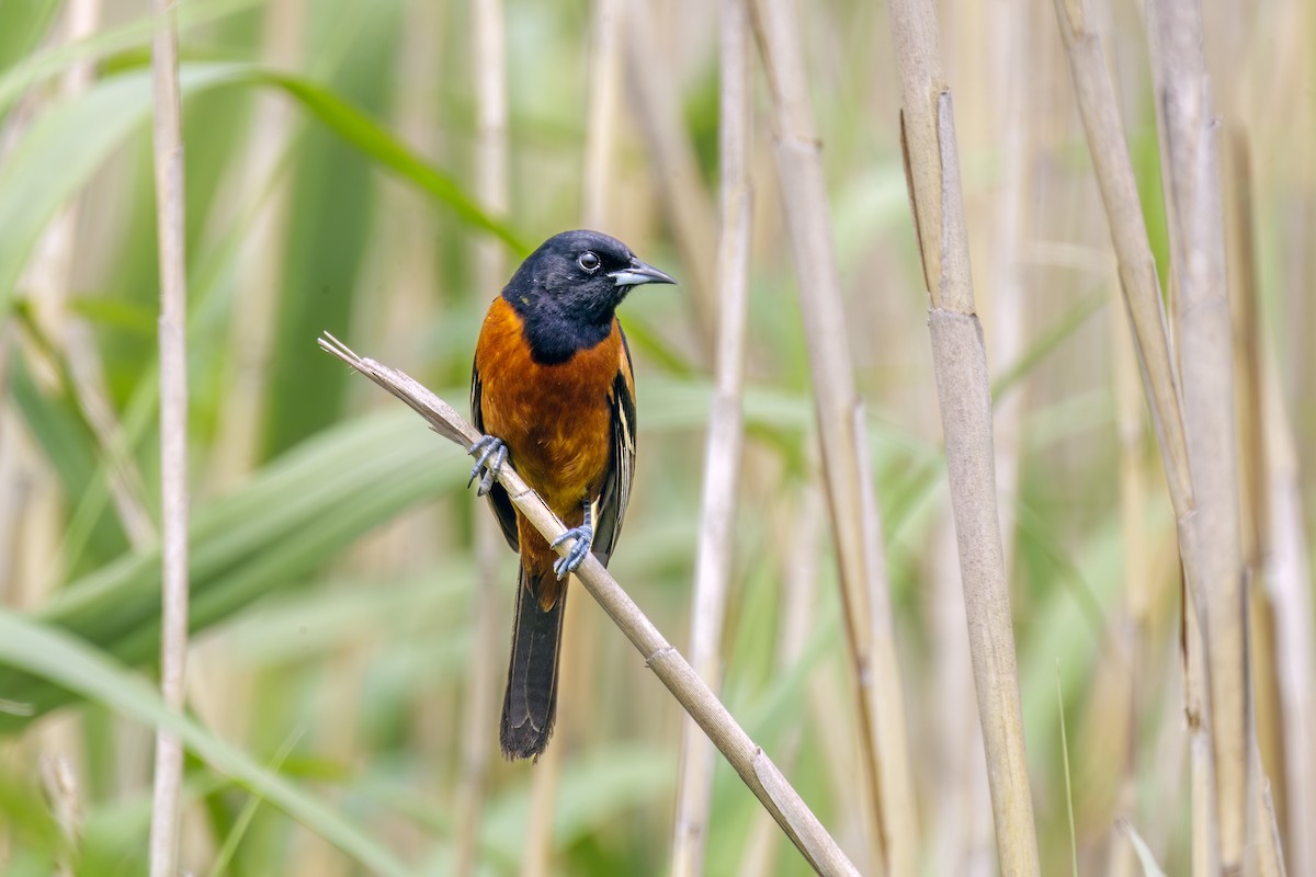 Orchard Oriole - ML618600800