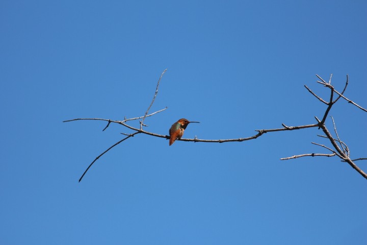 Allen's Hummingbird - ML618600801