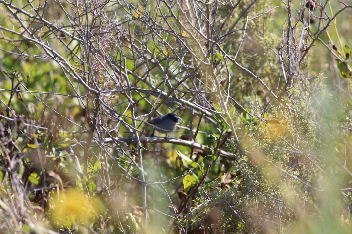 California Gnatcatcher - ML618600807