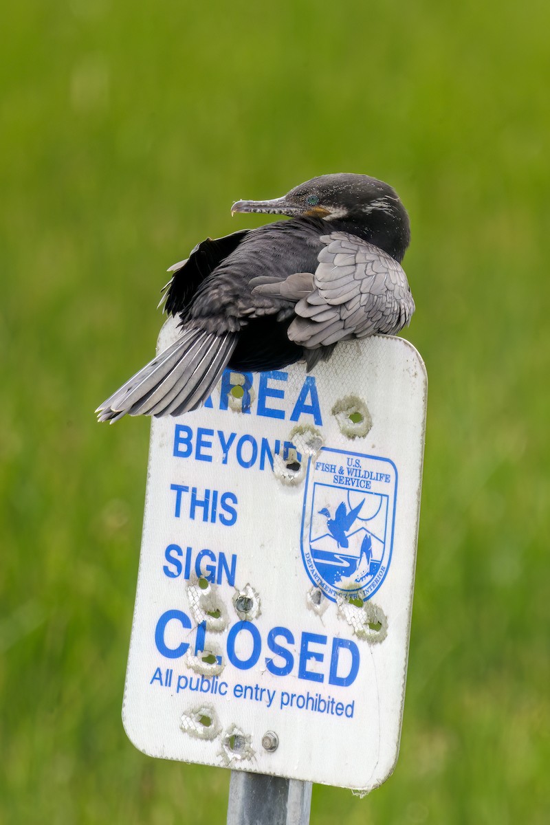 Neotropic Cormorant - ML618600815