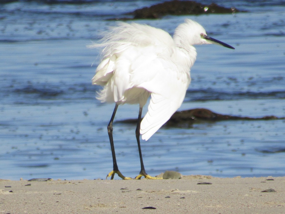 Little Egret (Western) - ML618600822