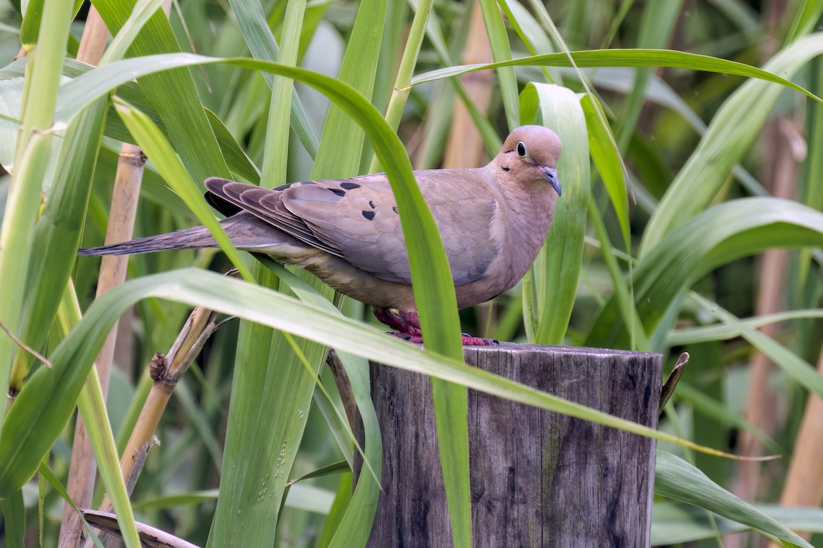Mourning Dove - ML618600827