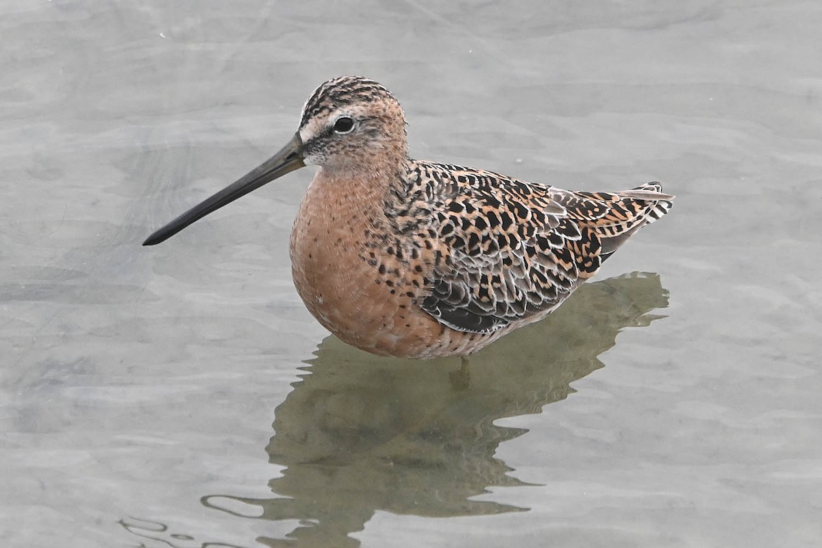 Short-billed Dowitcher - ML618600846