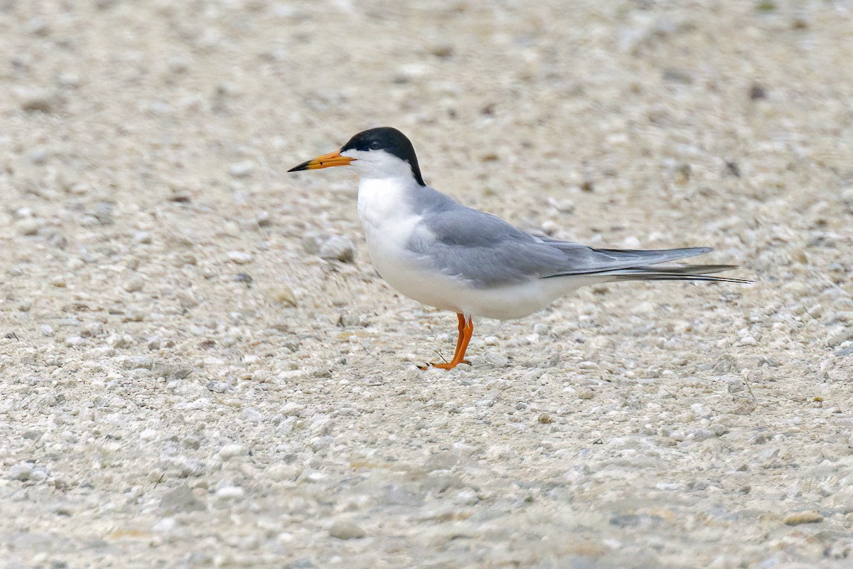 Forster's Tern - ML618600850