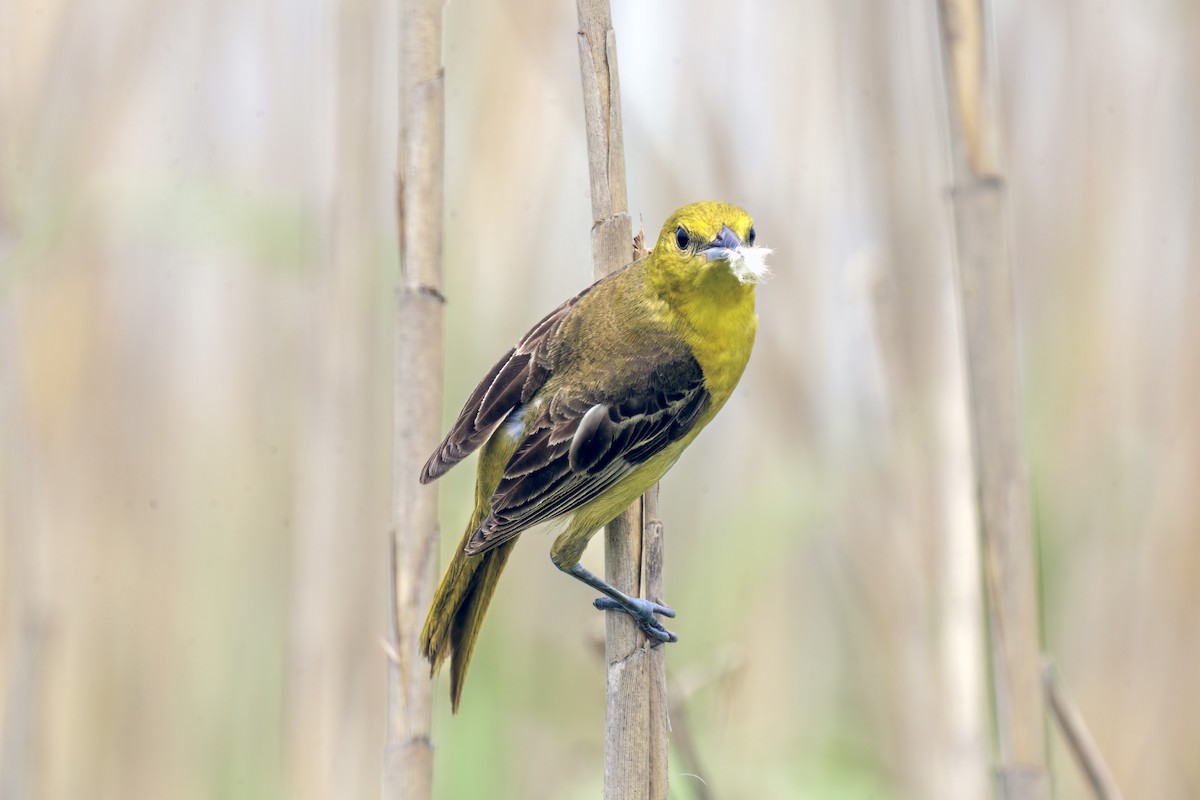 Orchard Oriole - ML618600862