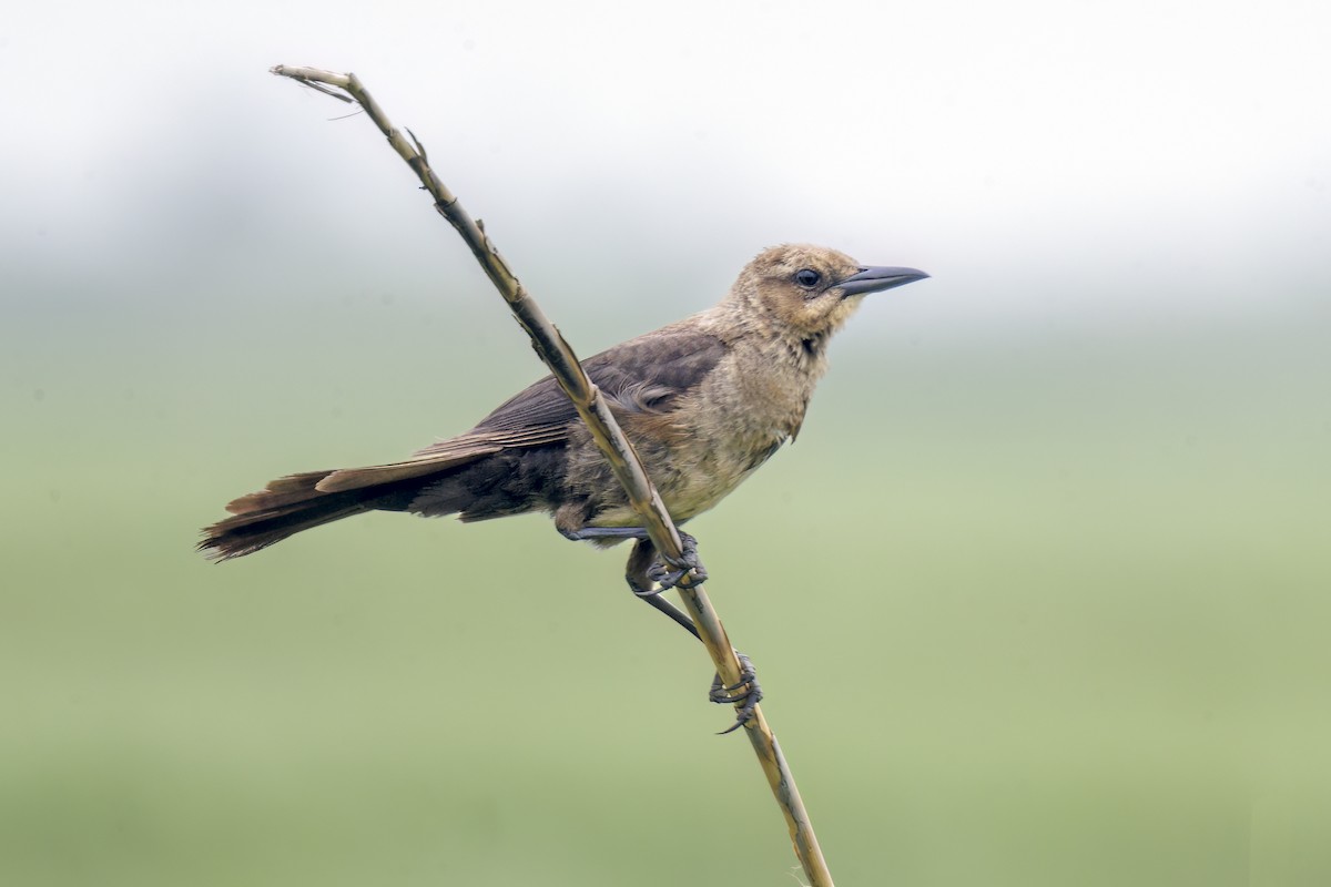 Boat-tailed Grackle - ML618600863