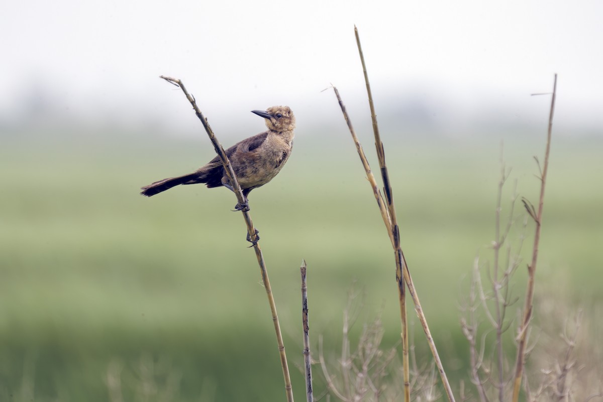 Boat-tailed Grackle - ML618600864