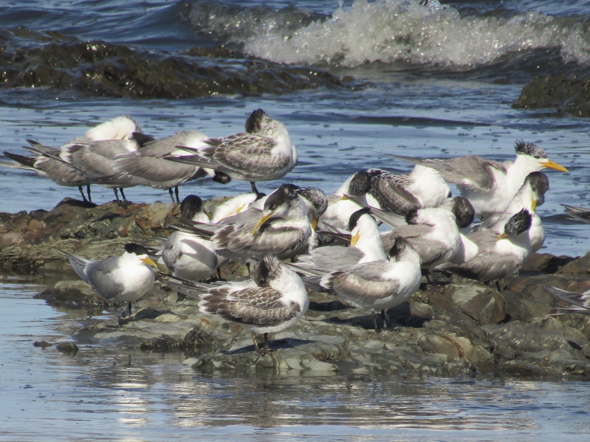 Great Crested Tern - ML618600885