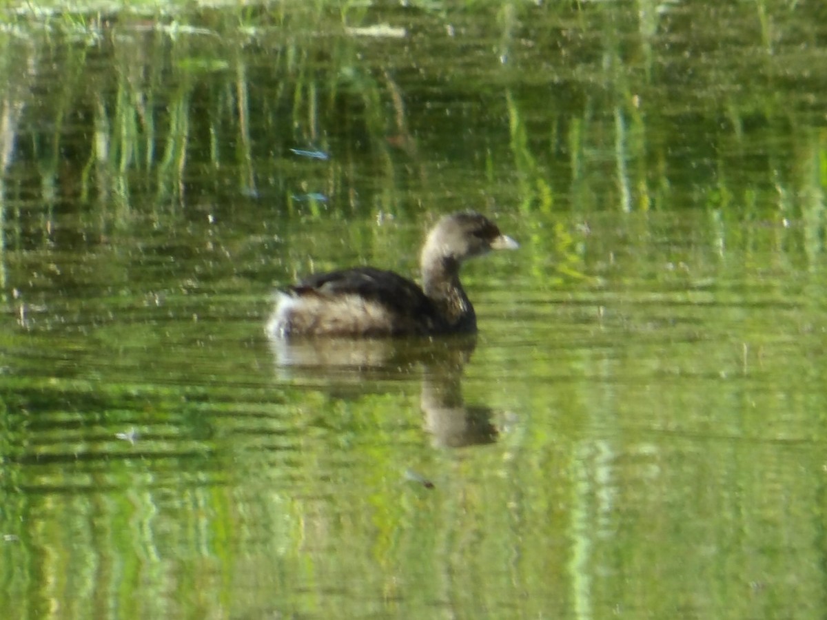 Pied-billed Grebe - Jeff Harding