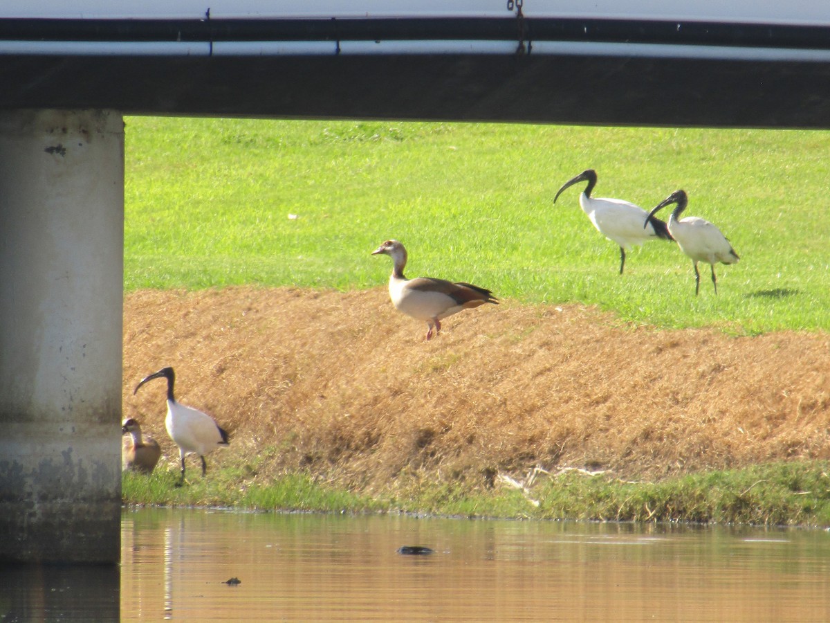 Egyptian Goose - ML618600930