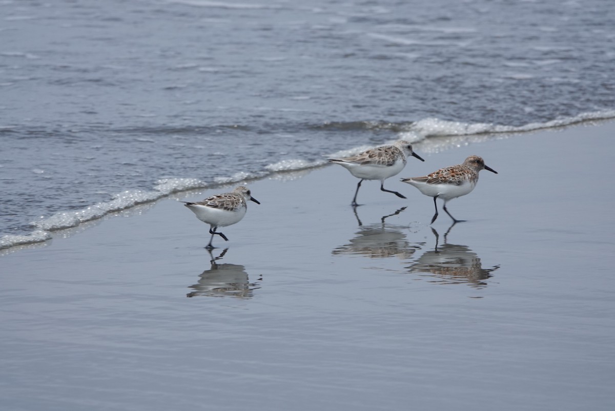 Sanderling - hiya lin