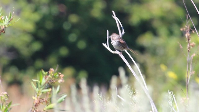 Song Sparrow (heermanni Group) - ML618600938