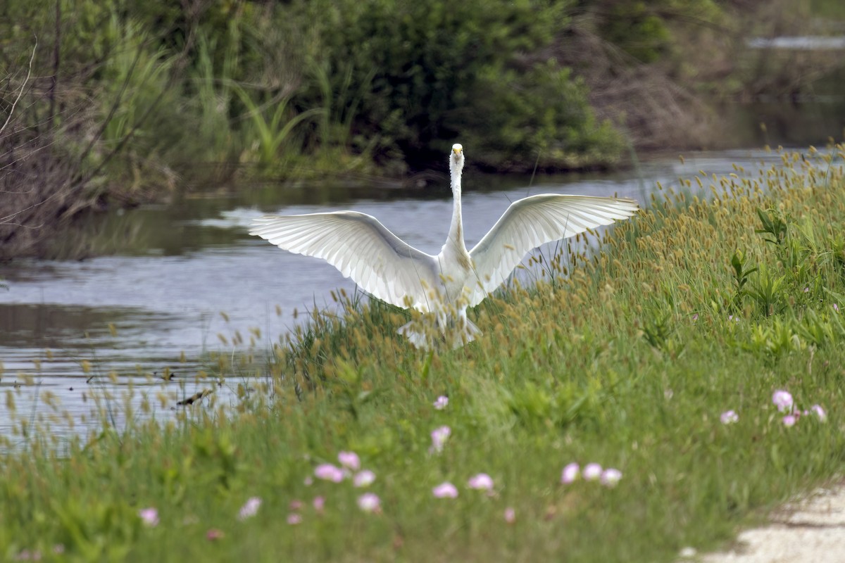 Great Egret - ML618600948