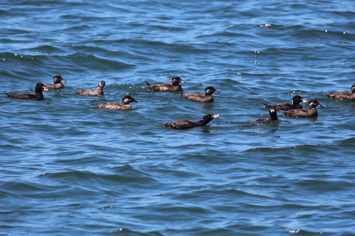 Surf Scoter - ML618600962