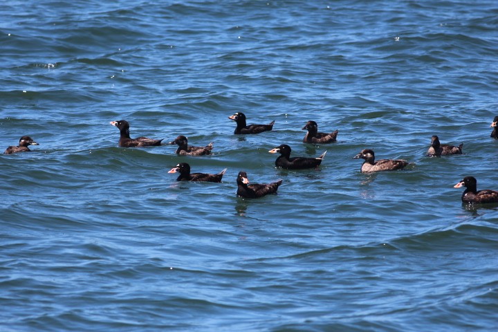 Surf Scoter - ML618600970