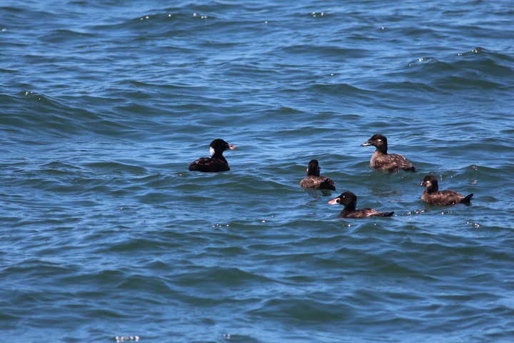 Surf Scoter - ML618600973