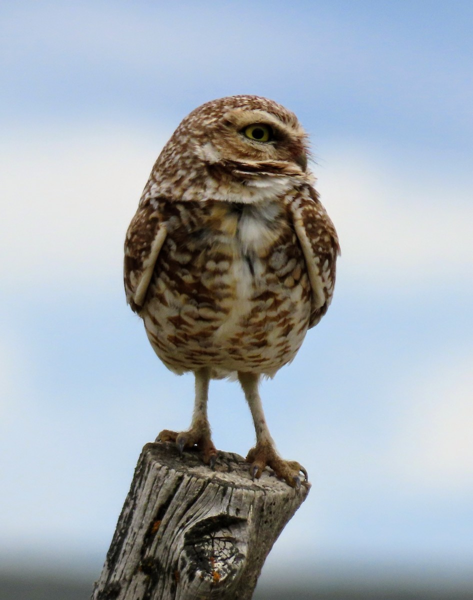 Burrowing Owl - David Schmalz