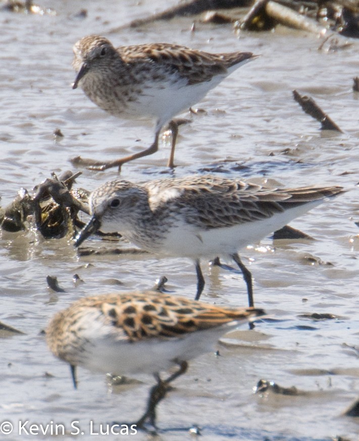 Semipalmated Sandpiper - KEVIN LUCAS 🕊👀🚵‍