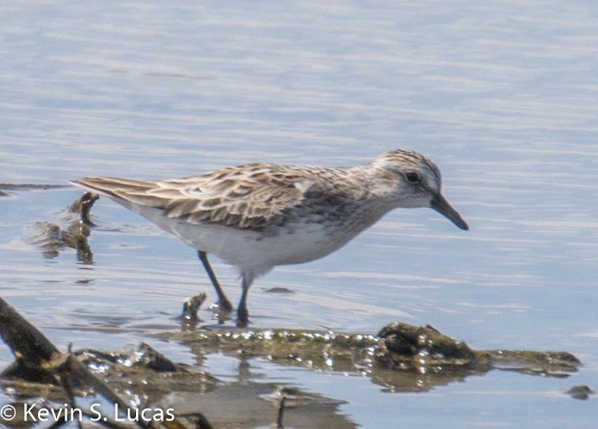 Semipalmated Sandpiper - KEVIN LUCAS 🕊👀🚵‍
