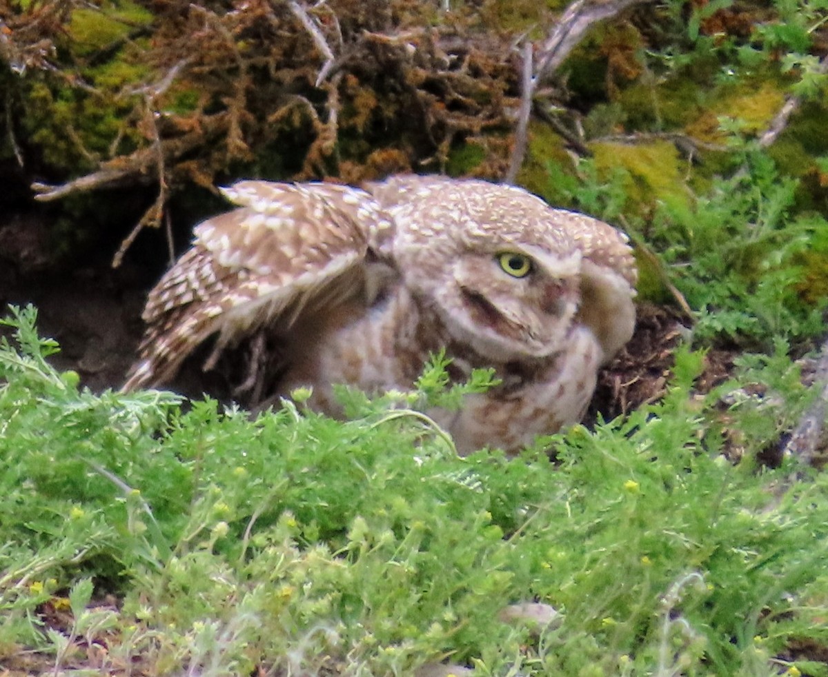 Burrowing Owl - David Schmalz