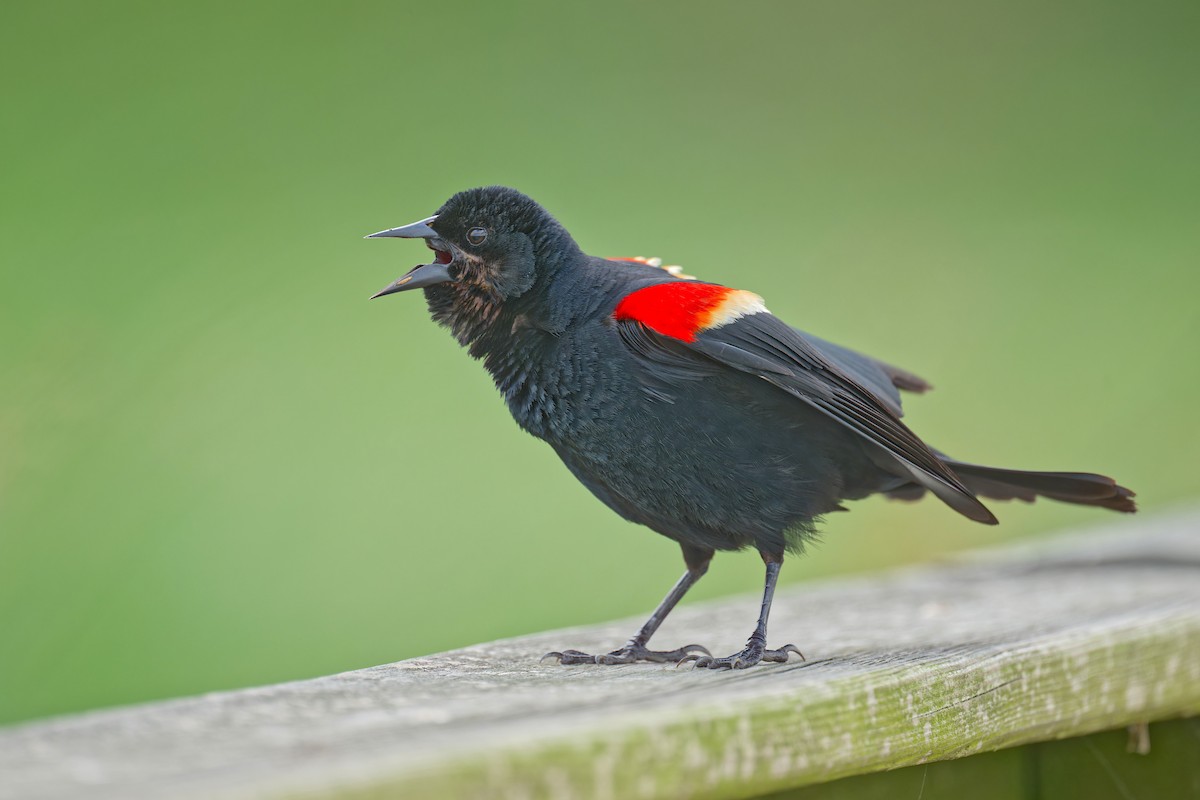 Red-winged Blackbird - ML618600992