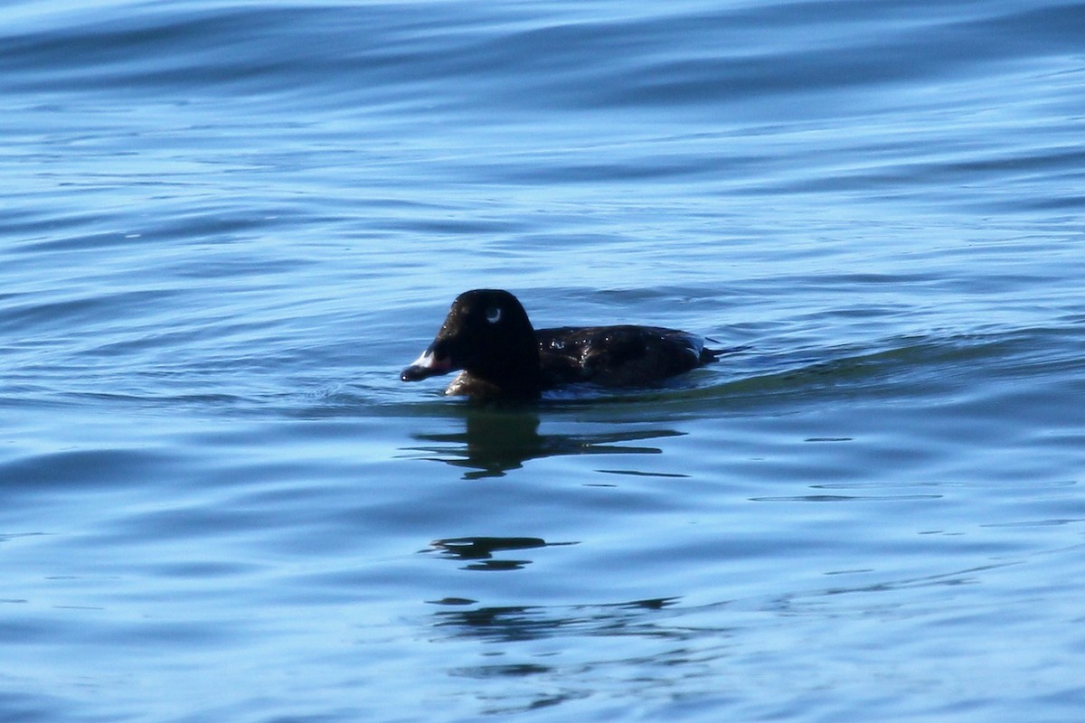 White-winged Scoter - ML618600996