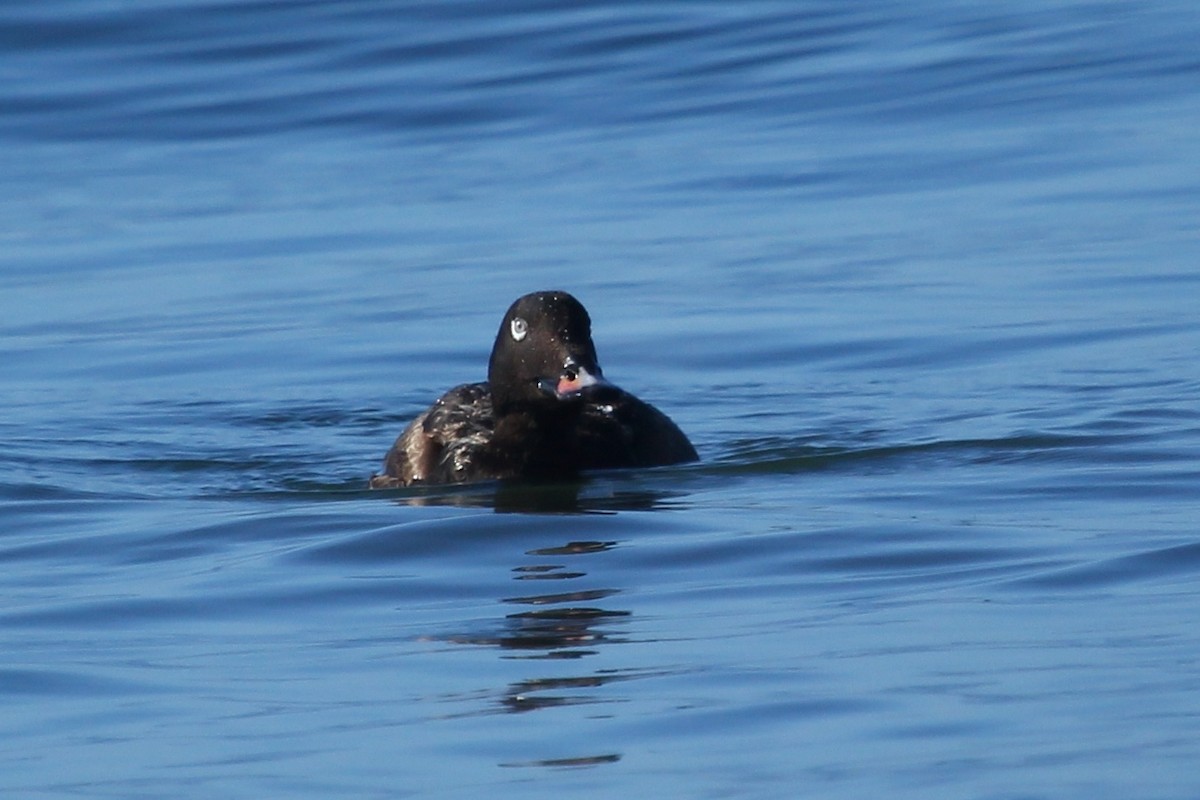 White-winged Scoter - Craig Fosdick