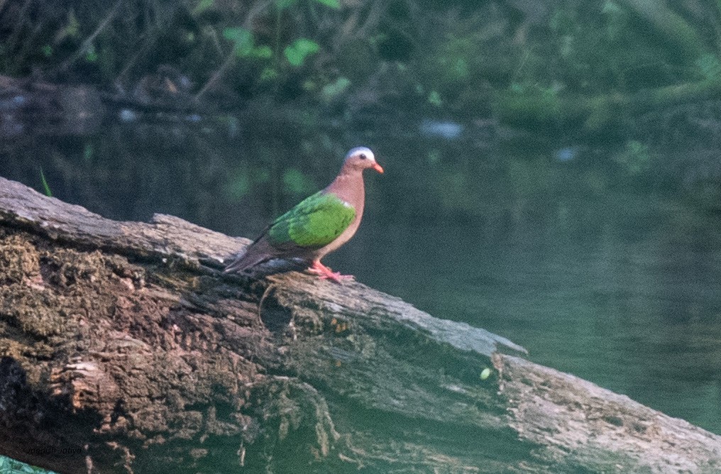 Asian Emerald Dove - Jagdish Jatiya