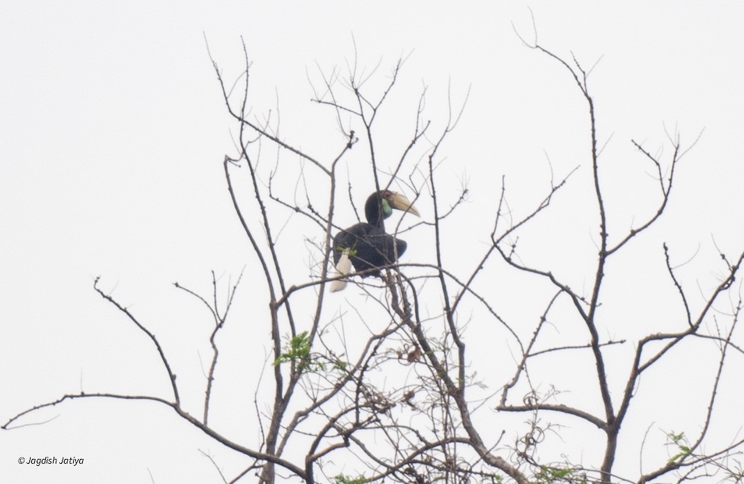 Wreathed Hornbill - Jagdish Jatiya