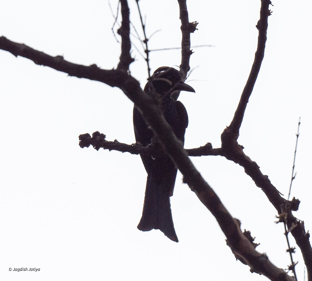 Lesser Racket-tailed Drongo - Jagdish Jatiya