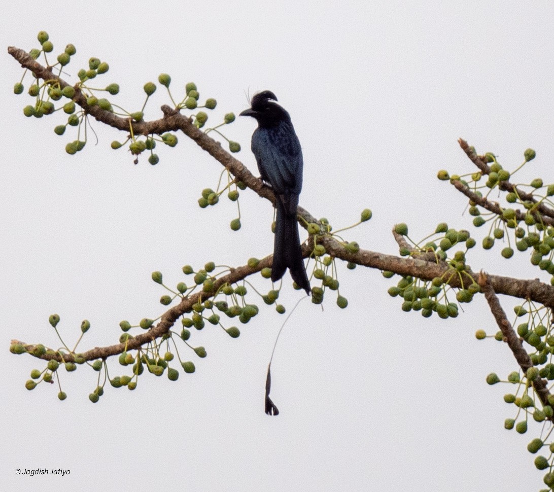 Drongo à raquettes - ML618601052