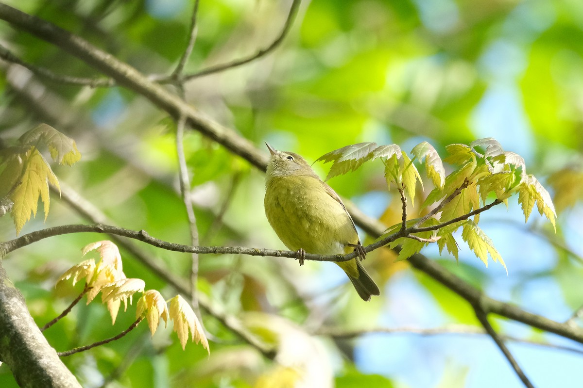 Orange-crowned Warbler - ML618601056